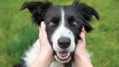 Allergy and Itchy Skin Relief